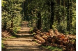 Le Parc Naturel Régional de Chartreuse, aire géographique de l'AOC Bois de Chartreuse - Crédit photo : D.R. -