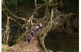 Pont vivant en Inde - Crédit photo : Chapple Amos 